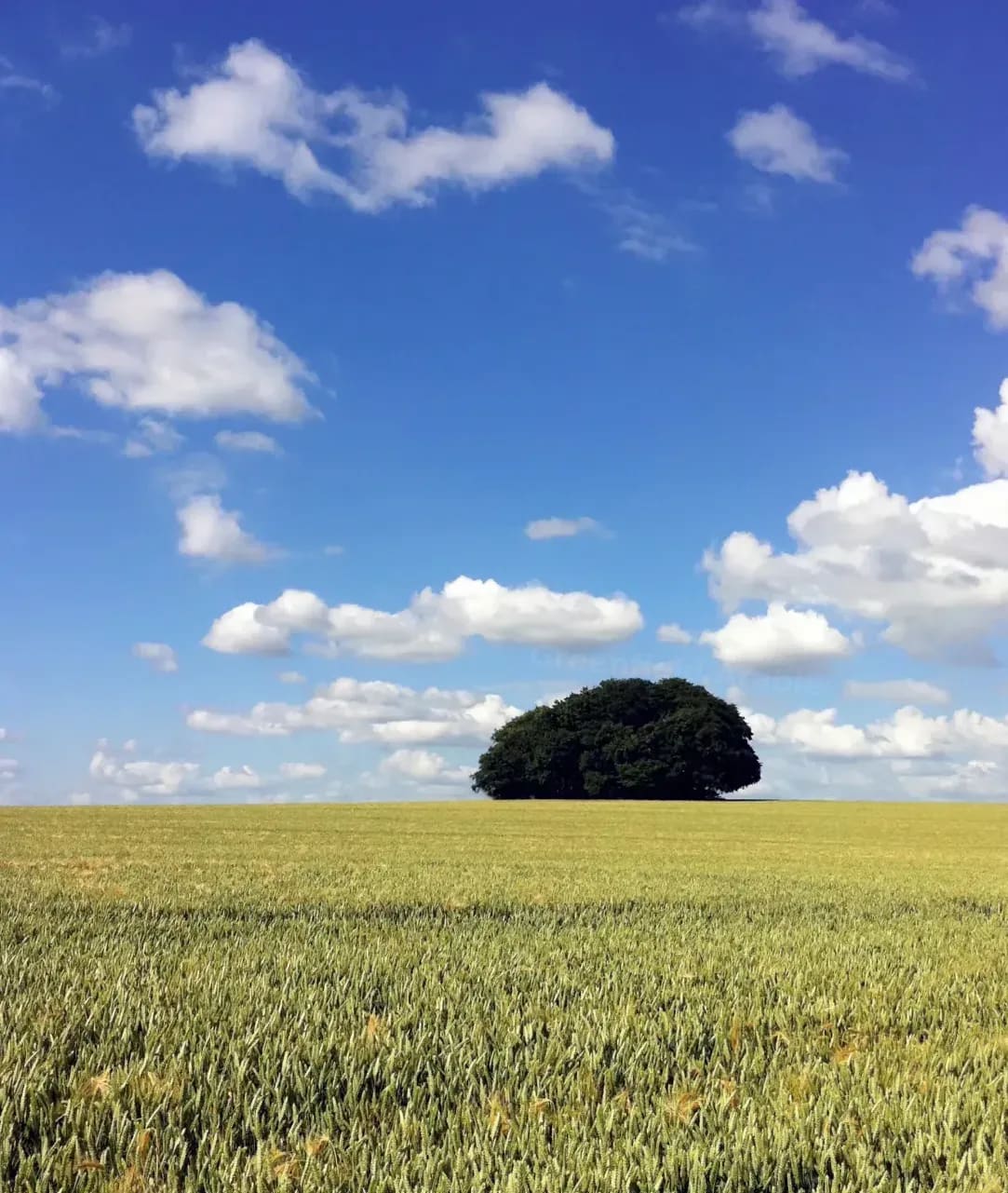 Greenfield Arable 10