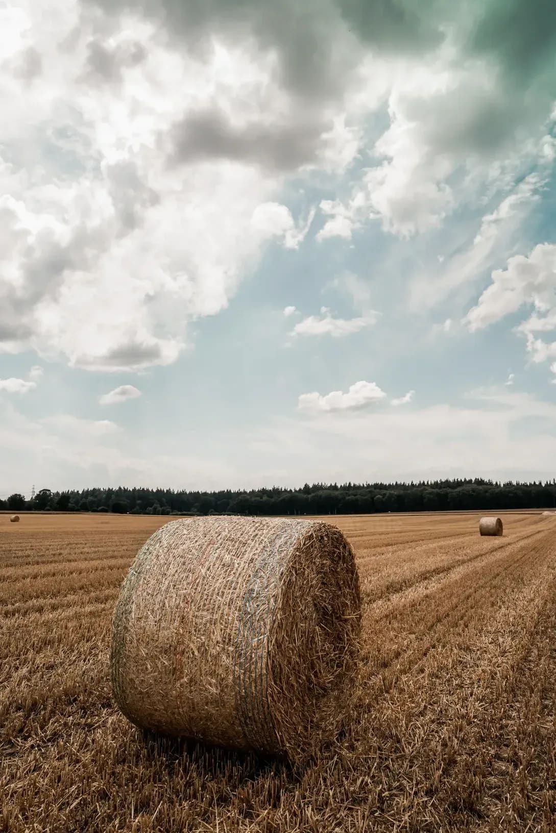 Greenfield Arable 12