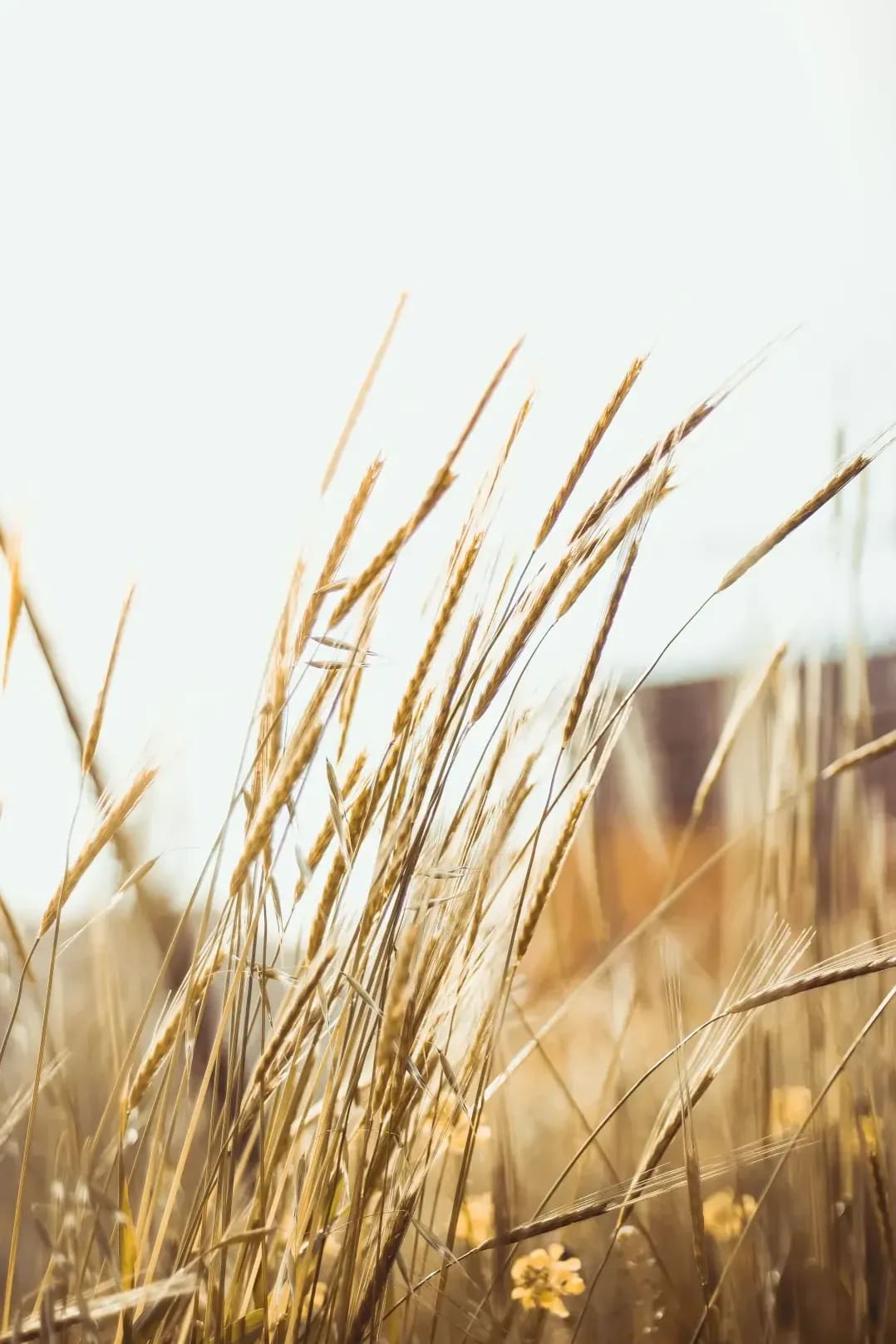 Greenfield Arable 2