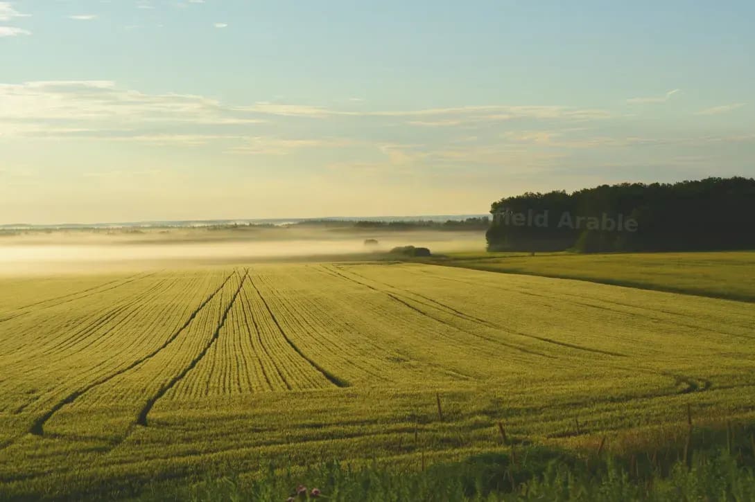 Greenfield Arable 6