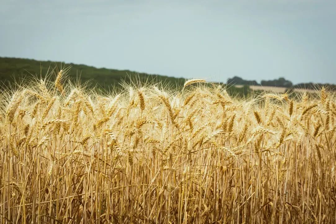 Greenfield Arable 7